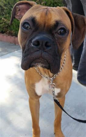 boxer-dog-healed-from-broken-leg